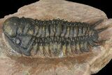 Uncommon Crotalocephalus Trilobite - Atchana, Morocco #171516-3